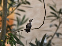 Black-chinned Hummingbird / Mustakurkkukolibri (Casa Grande, AZ)