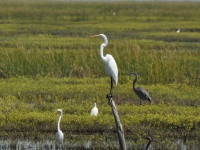 Great Heron [white], Little Blue Heron [grey, in water] / Jalohaikara [valkoinen], Sinihaikara [harmaa, vedessä] (Matagorda, TX)