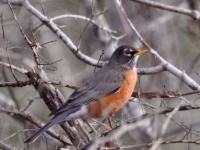 American Robin / Amerikanpunarinta (Brazos, TX)