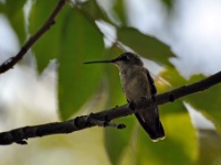Black-chinned Hummingbird / Mustakurkkukolibri (Big Bend, TX)