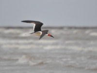 Black Skimmer / Amerikansaksinokka (Brazoria, TX)