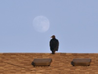 Black Vulture / Mustakondori (Brazos, TX)