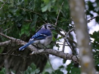 Blue Jay / Sininärhi (Brazos, TX)