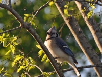 Blue Jay / Sininärhi (Brazos, TX)