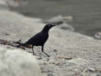 Brewer's Blackbird / Peltoturpiaali (Yosemite, CA)