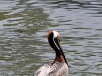 Brown Pelican / Ruskopelikaani (Galveston, TX)