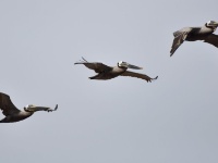 Brown Pelican / Ruskopelikaani (Brazoria, TX)