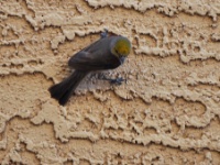 Canyon Towhee / Ruskopipilo (Casa Grande, AZ)