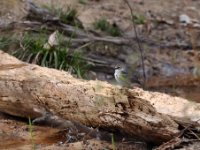 Cassin's Vireo / Harmaapäävireo (Roosevelt State Park, MS)