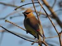 Cedar Waxwing / Amerikantilhi (Brazos, TX)
