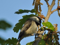 Chickadee / Chickadee (Brazos, TX)