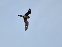 Common Nighthawk / Isohaukkakehrääjä (Brazos, TX)