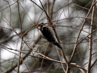 Downy Woodpecker / Keijutikka (Roosevelt State Park, MS)