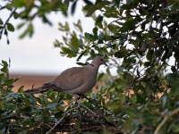 Eurasian Collared Dove / Turkinkyyhky (Brazos, TX)
