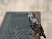 European Starling / Kottarainen (Washington, D.C.)