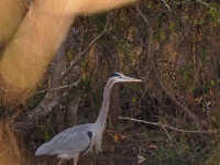 Great Blue Heron / Amerikanharmaahaikara (Brazos, TX)