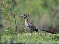 Greater roadrunner / Kalifornianjuoksukäki (Deming, NM)