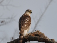 Cooper's Hawk / Kyyhkyhaukka (Brazos, TX)