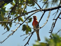 House Finch / Pihavarpunen (AZ)