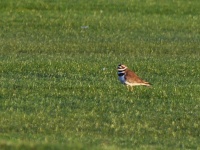 Killdeer / Amerikantylli (Brazos, TX)