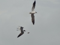Laughing Gull / Naurulokki (Brazoria, TX)