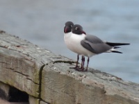 Laughing Gull / Naurulokki (Galveston, TX)