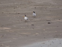 Least Tern / Amerikanpikkutiira (Brazoria, TX)
