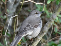 Northern Mockingbird / Matkijalintu (Brazos, TX)