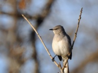 Northern Mockingbird / Matkijalintu (Brazos, TX)