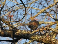 Mourning Dove / Vaikertajajakyyhky (Brazos, TX)