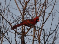 Northern Cardinal, male / Punakardinaali, uros (Brazos, TX)