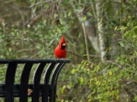 Northern Cardinal, male / Punakardinaali, uros (Brazos, TX)