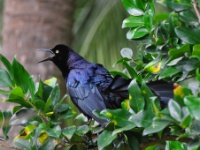 Great-tailed Grackle, male /  Pitkäpyrstöturpiaali, uros (Houston, TX)
