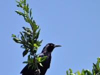 Great-tailed Grackle, male /  Pitkäpyrstöturpiaali, uros (Brazos, TX)