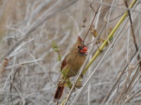 Northern Cardinal, female / Punakardinaali, naaras (Brazos, TX)