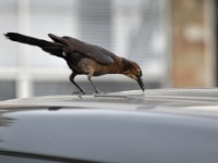 Great-tailed Grackle, female / Pitkäpyrstöturpiaali, naaras (Brazos, TX)