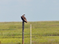Osprey / Sääksi (Matagorda TX)