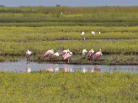 Roseate Spoonbill / Ruusukapustahaikara (Matagorda, TX)