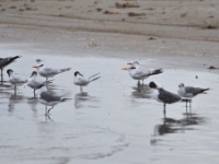 Royal Terns [with laughing gulls] / Kaunotiira [ja naurulokkeja] (Brazoria, TX)