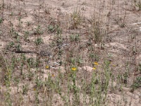 Greater roadrunner / Kalifornianjuoksukäki (Deming, NM)
