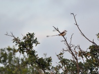 Scissor-tailed Flycatcher /  Saksityranni (Brazos, TX)