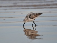Semipalmated Sandpiper / Kanadansirri (Brazoria, TX)