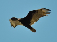 Turkey Vulture / Kalkkunakondori (Brazos, TX)