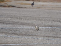 Western Kingbird / Niittytyranni (Brazos, TX)