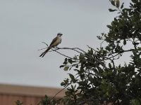 Western Kingbird / Niittytyranni (Brazos, TX)
