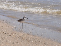 Western Willet / Preeriaviklo (Matagorda, TX)