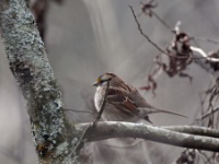 White-throated Sparrow / Valkokurkkusirkku (Roosevelt State Park, MS)