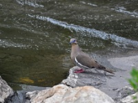 White-winged Dove / Pilkkasiipikyyhky (Brazos, TX)