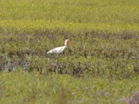 American White Ibis / Valkoibis (Matagorda, TX)