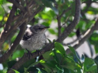 Northern Mockingbird / Matkijalintu (Brazos, TX)
